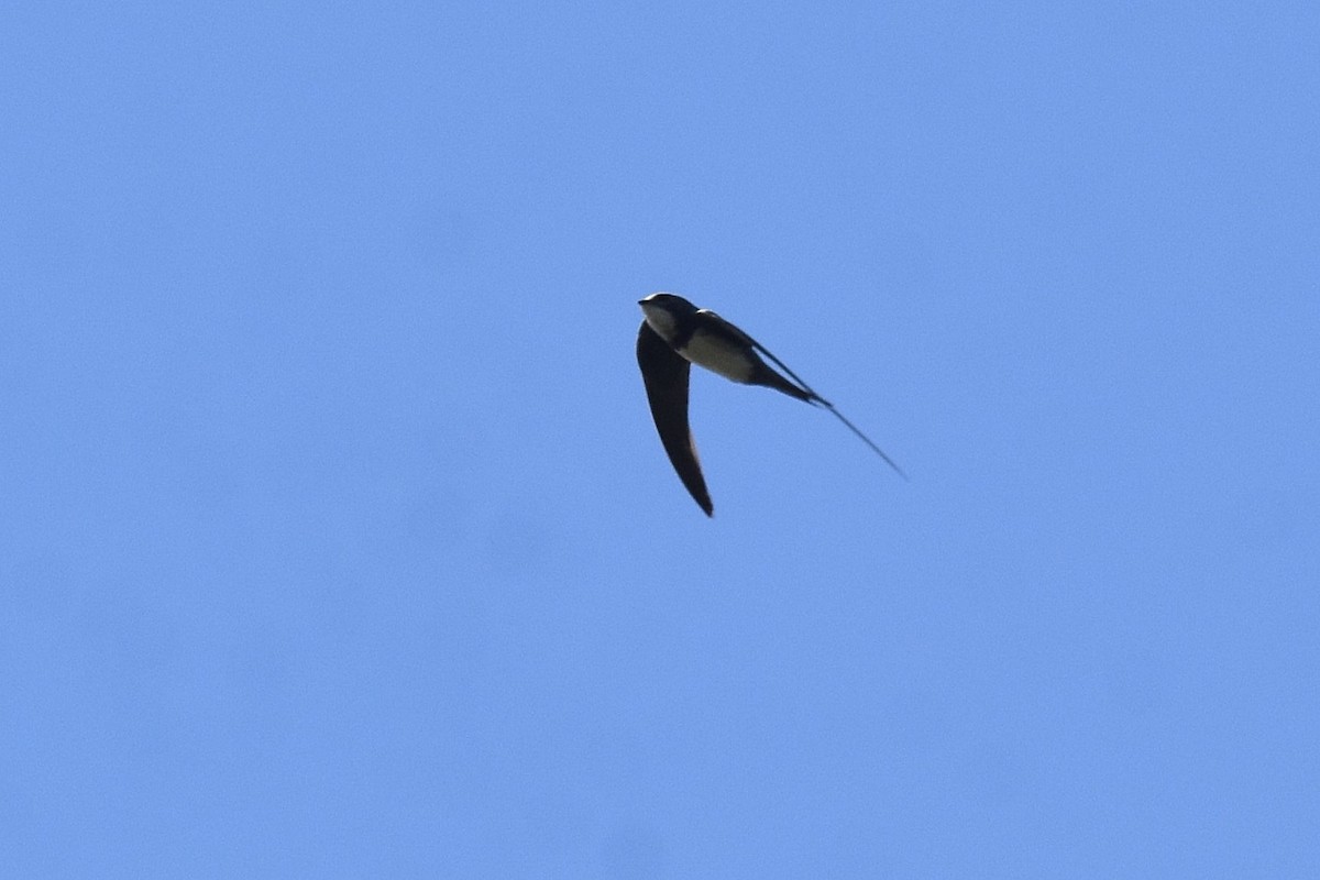 Alpine Swift - ML641976276