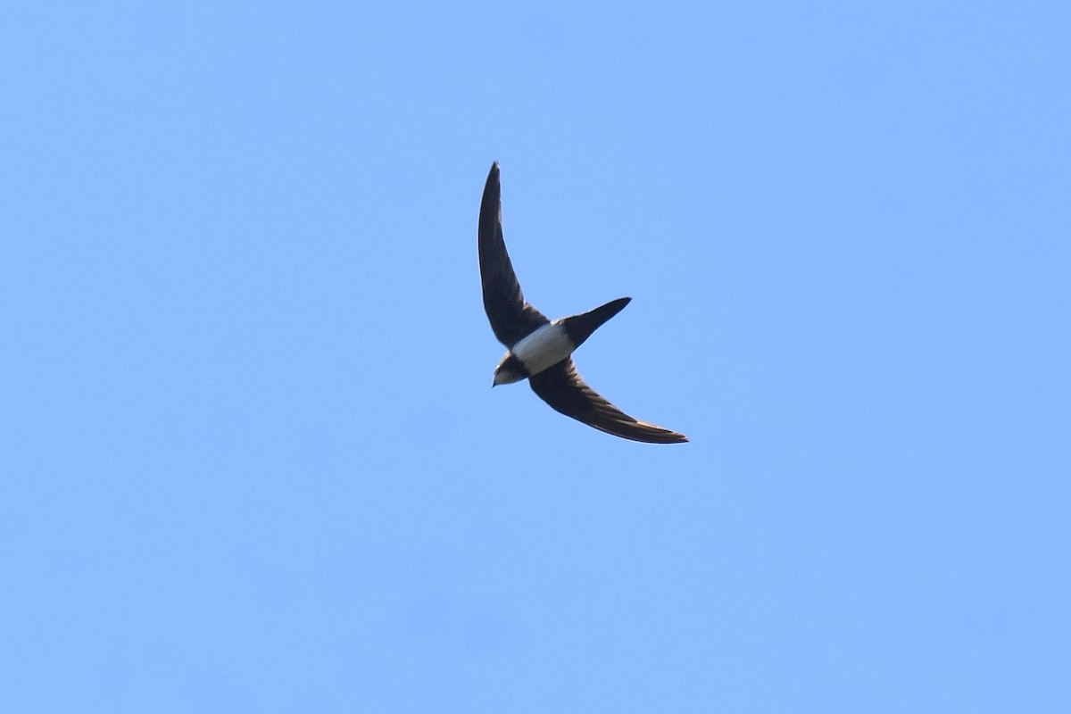 Alpine Swift - ML641976277