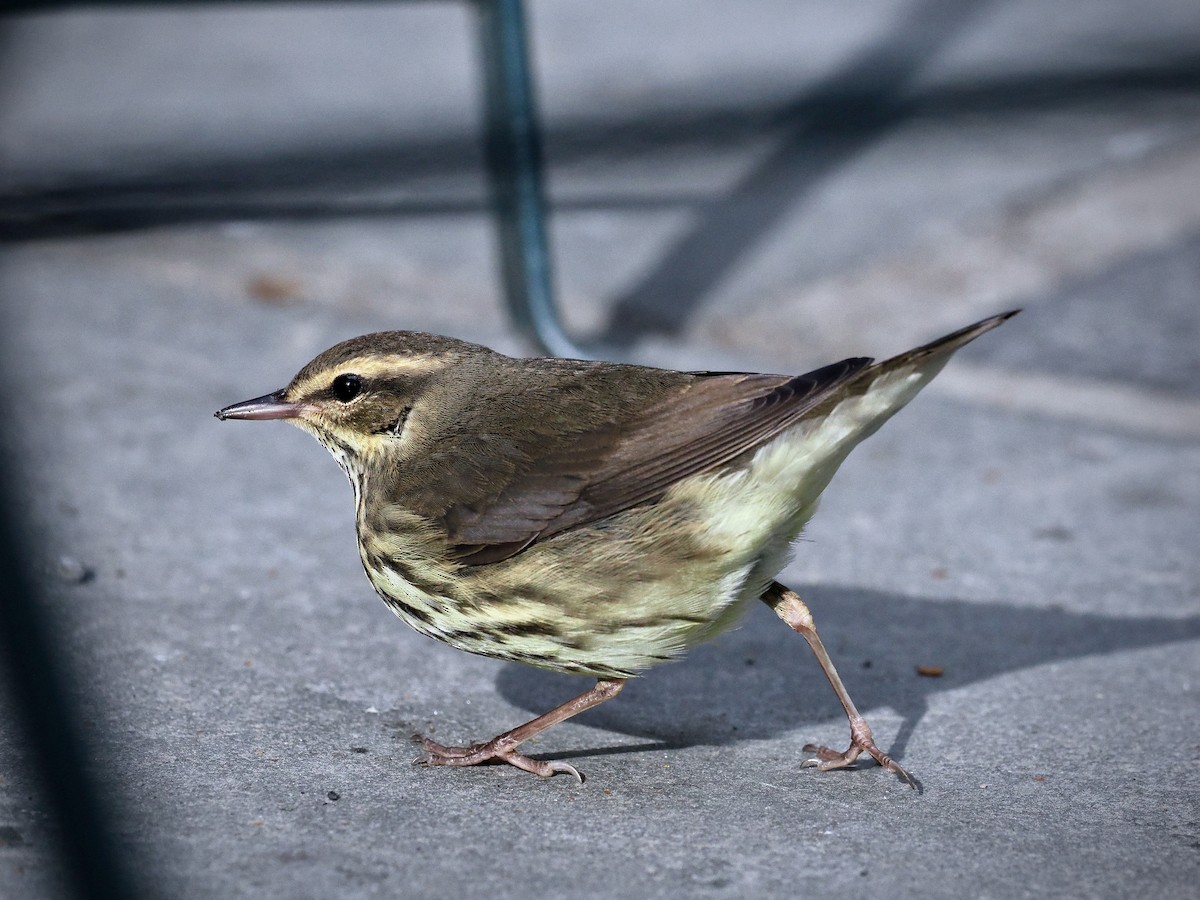 Northern Waterthrush - ML641976279