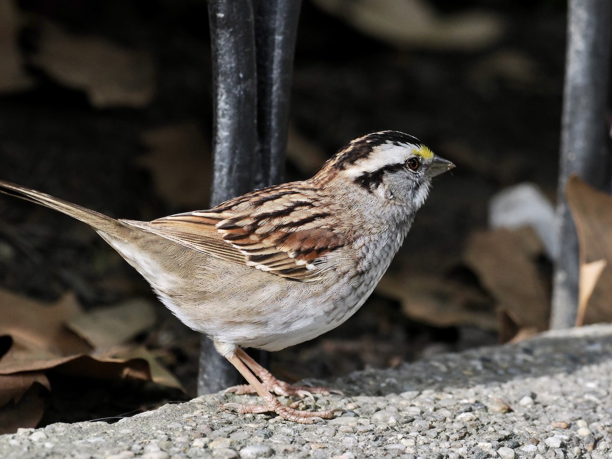 White-throated Sparrow - ML641976281