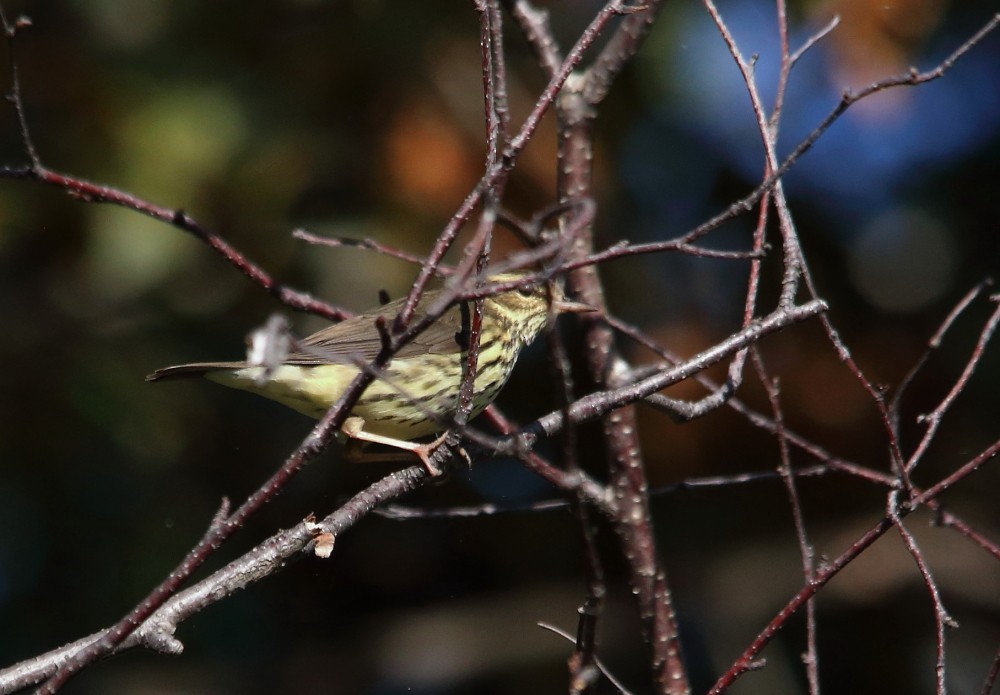 Northern Waterthrush - ML641976287