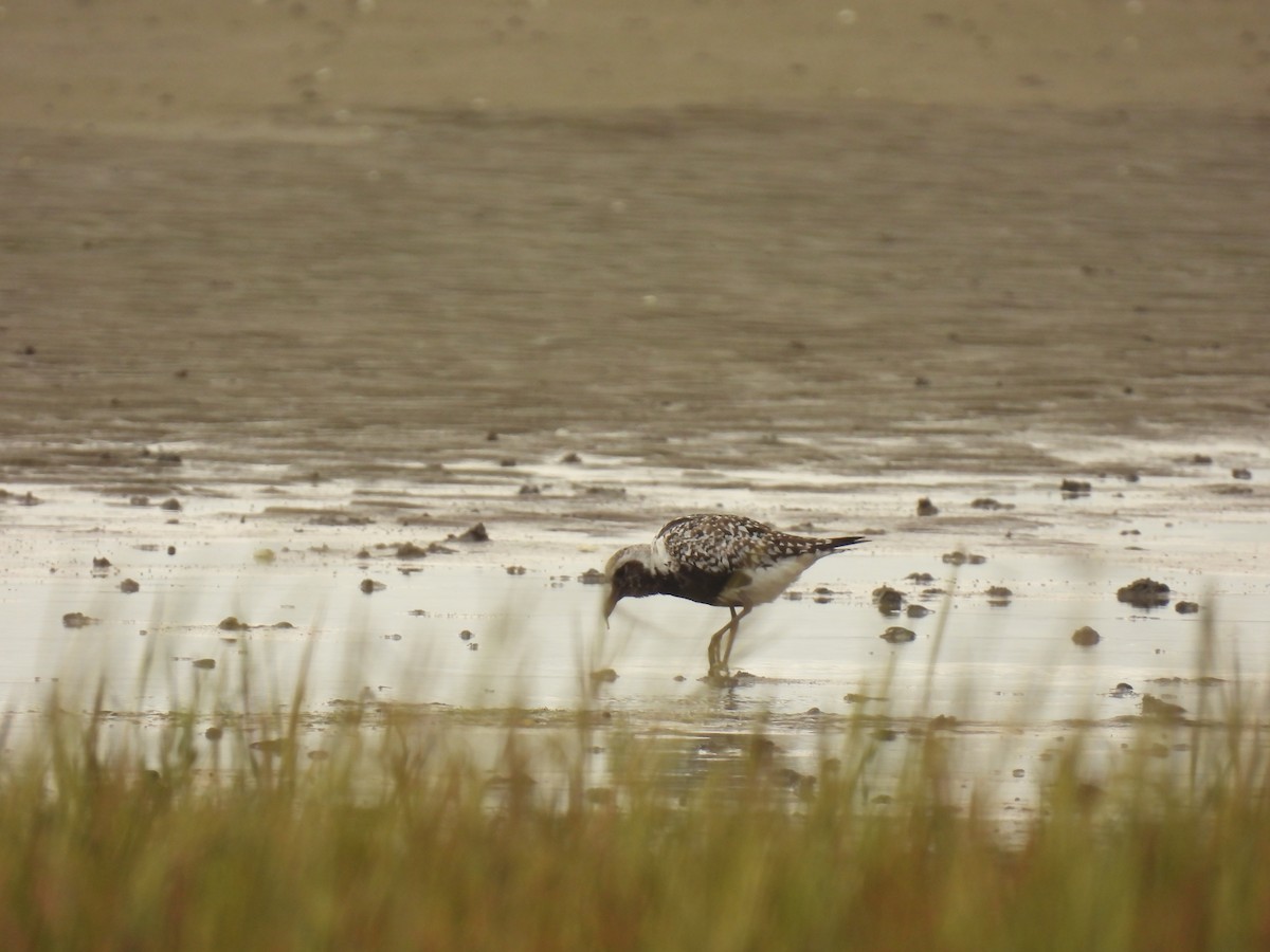 Black-bellied Plover - ML641976290