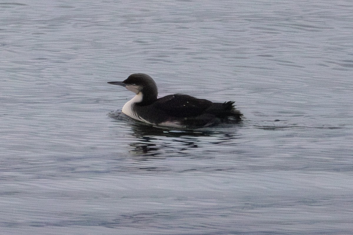 Pacific Loon - ML641976305