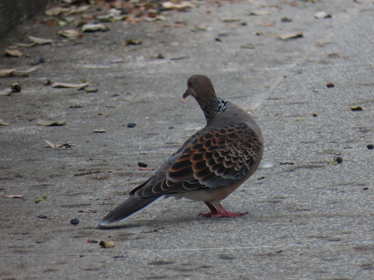 Oriental Turtle-Dove - ML641976307