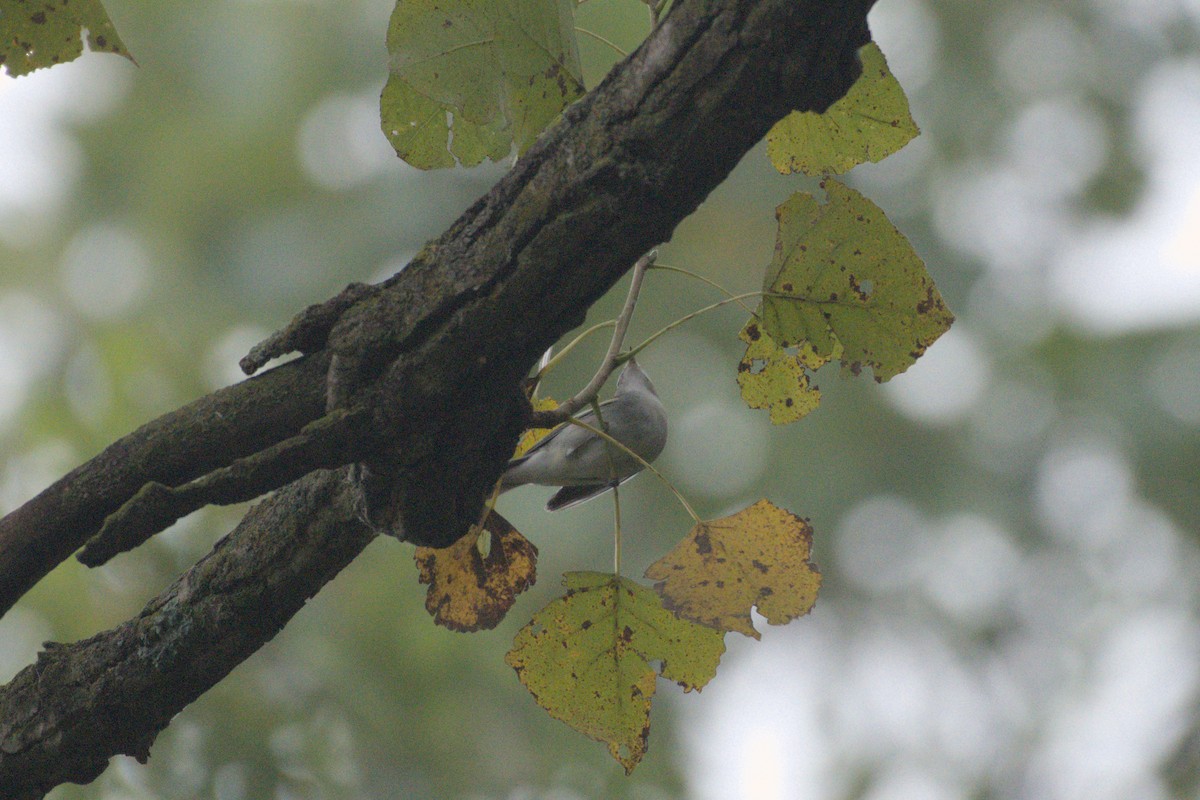 Chestnut-sided Warbler - ML641976309