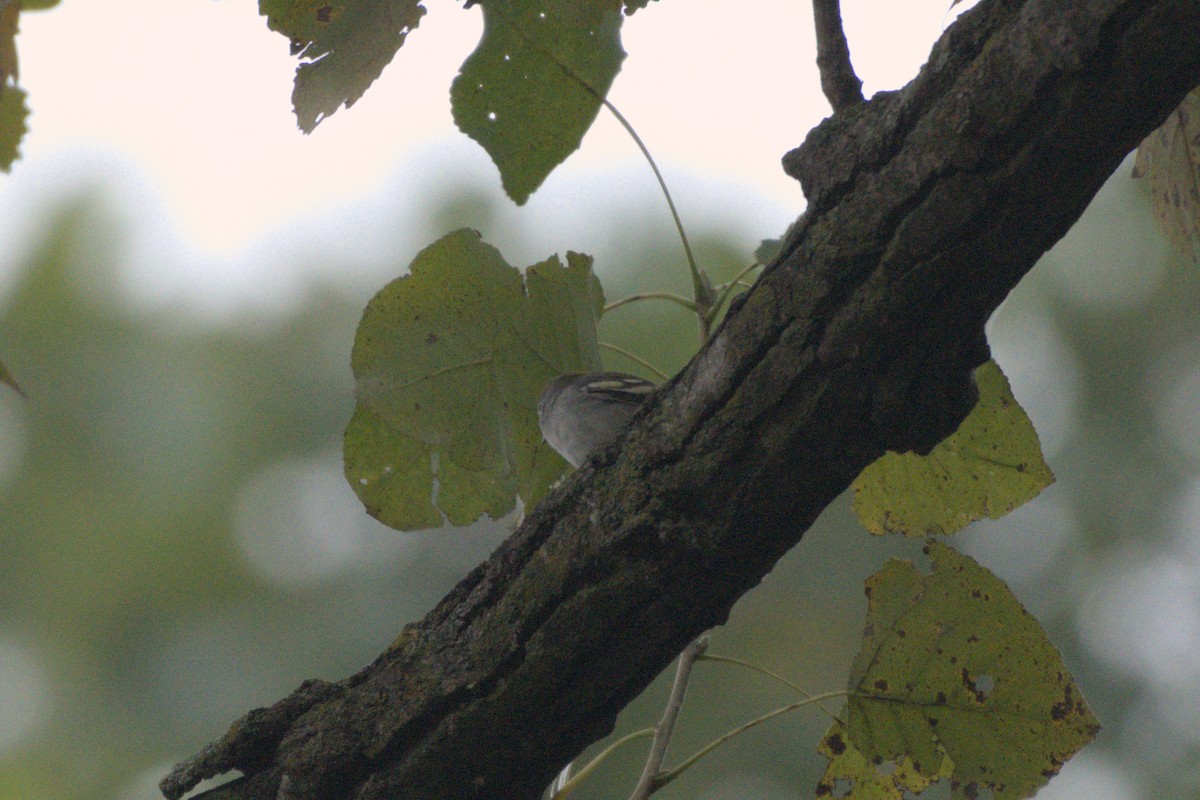 Chestnut-sided Warbler - ML641976310