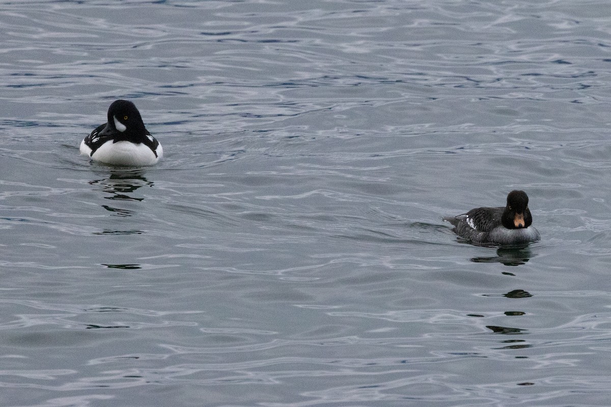 Barrow's Goldeneye - ML641976321