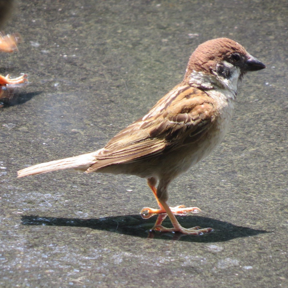 Moineau friquet - ML641976324