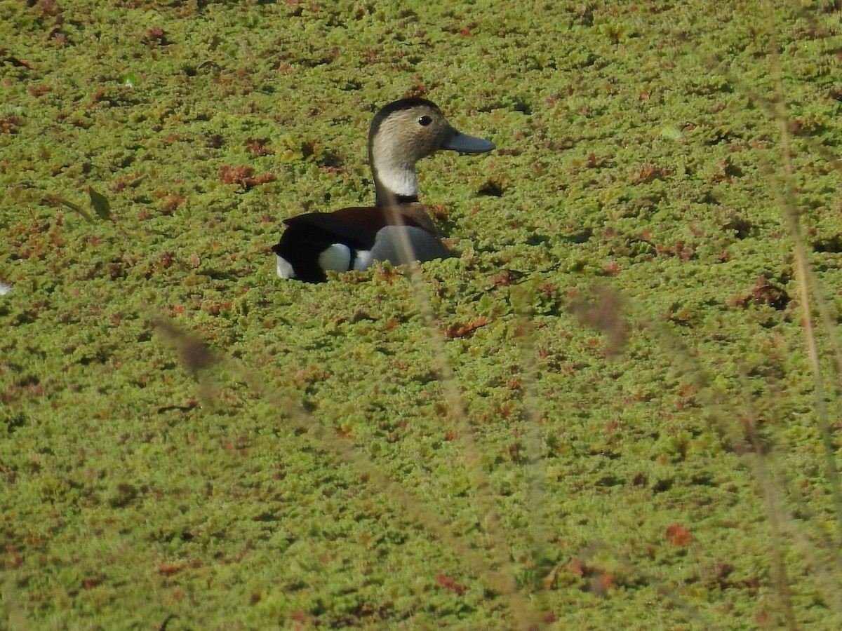 Ringed Teal - ML641976329