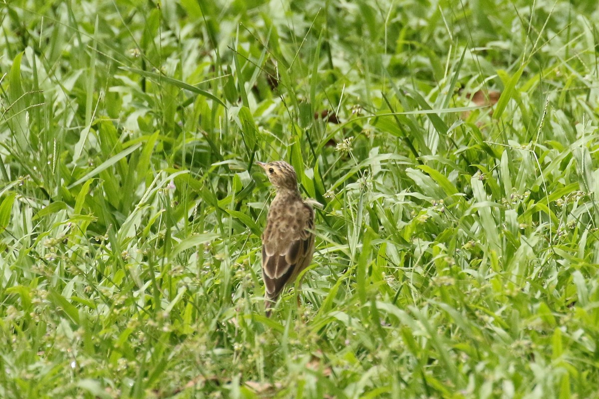 Pipit rousset - ML641976332