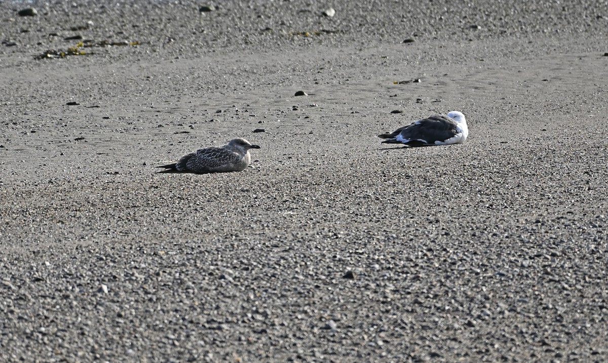 Great Black-backed Gull - ML641976338