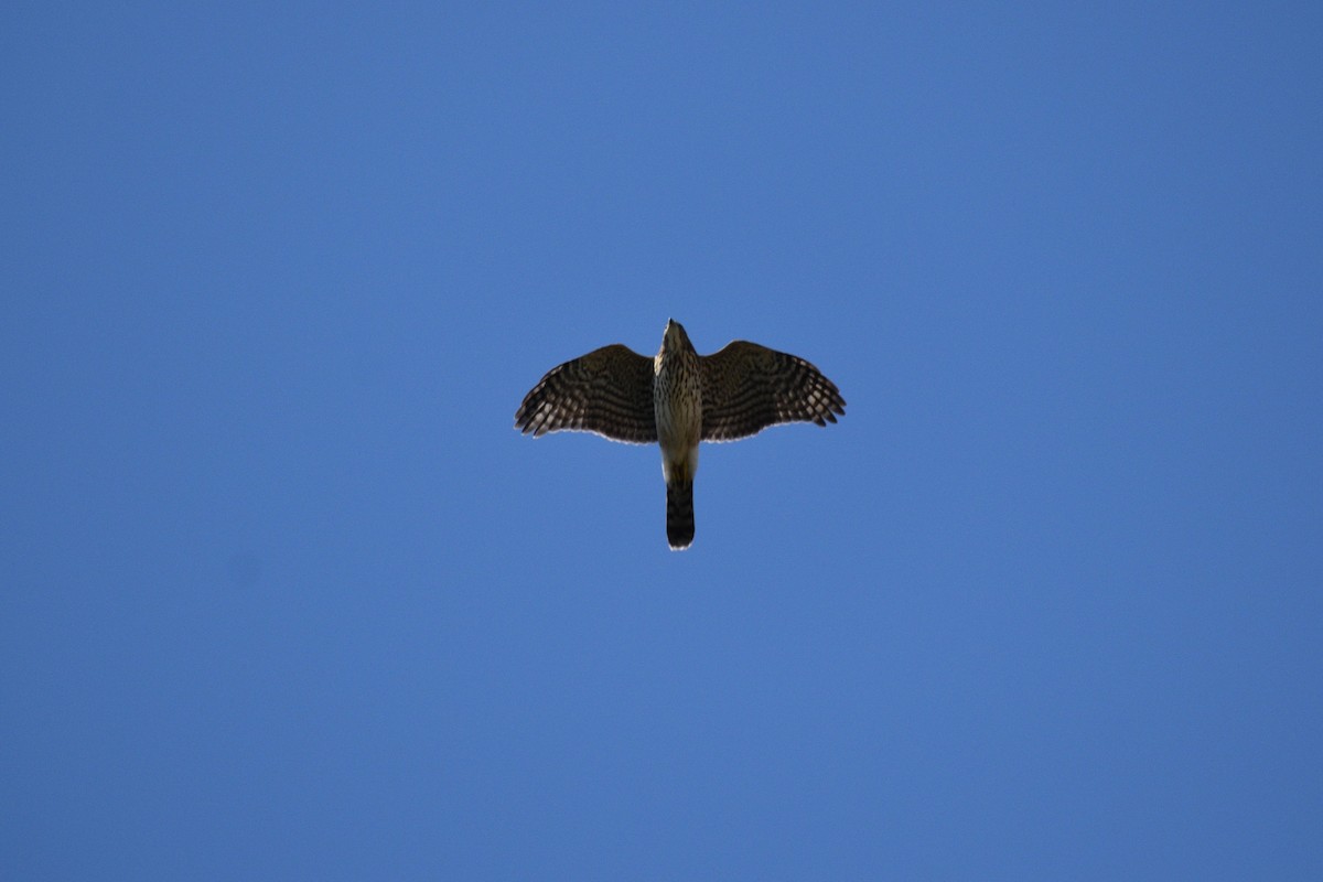 Cooper's Hawk - ML641976339