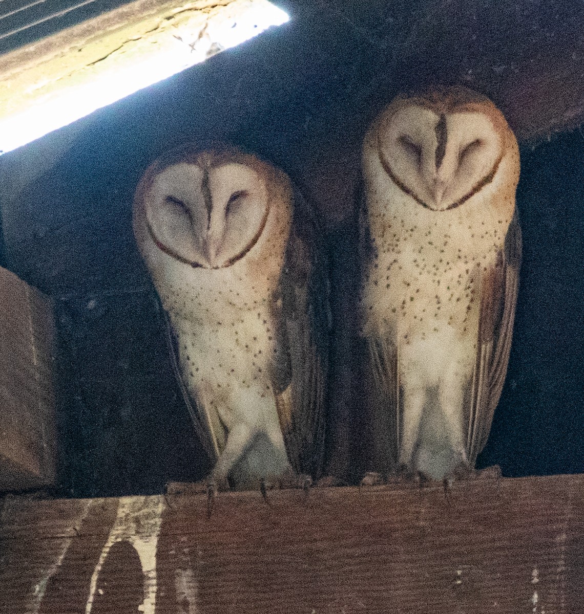 American Barn Owl - ML641976356