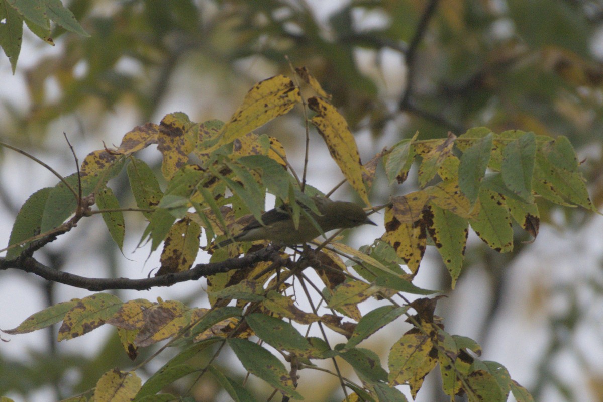 Bay-breasted/Blackpoll Warbler - ML641976361