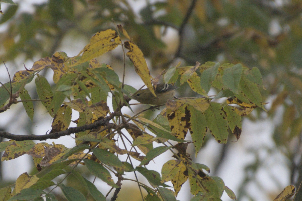 Bay-breasted/Blackpoll Warbler - ML641976362