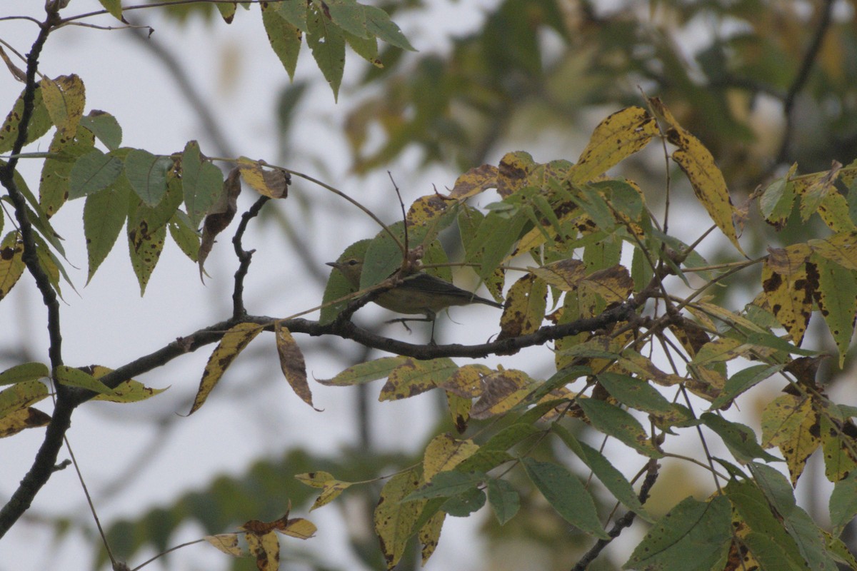 Bay-breasted/Blackpoll Warbler - ML641976363