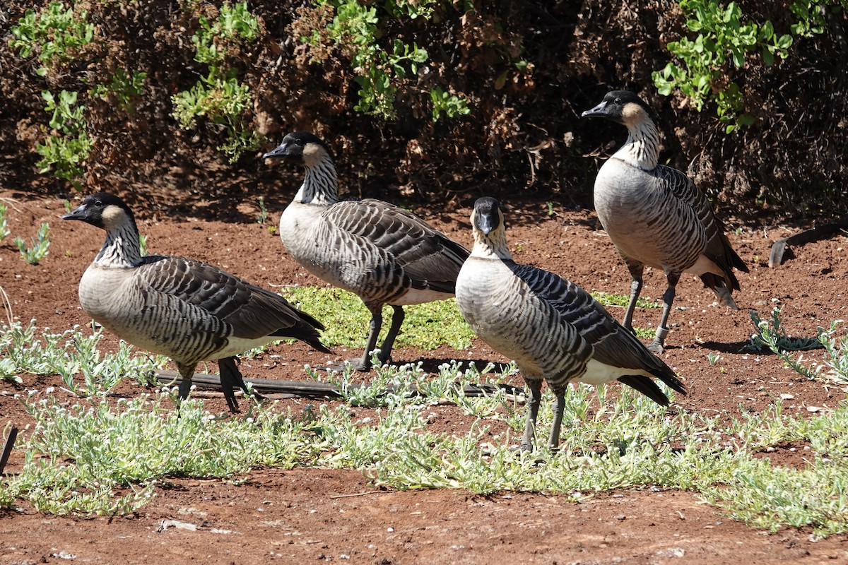 Nene - ML641976364