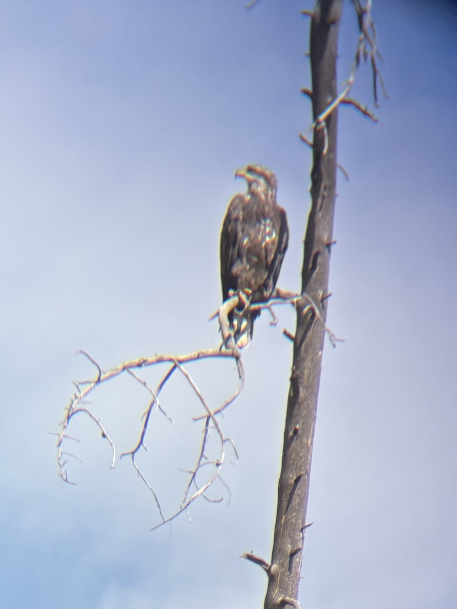 Bald Eagle - ML641976368