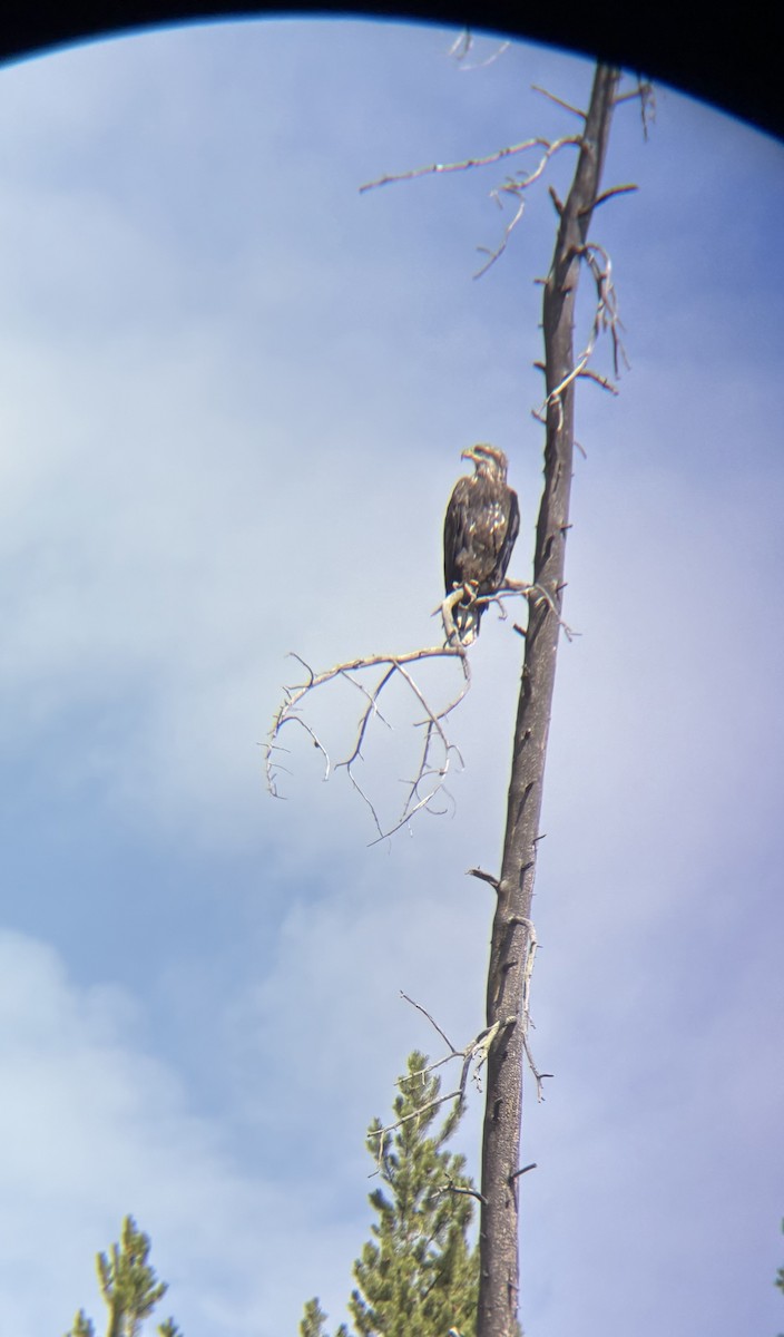 Bald Eagle - ML641976369