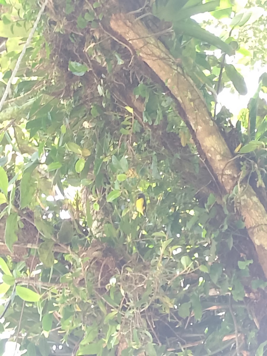 Yellow-bellied Siskin - ML641976370