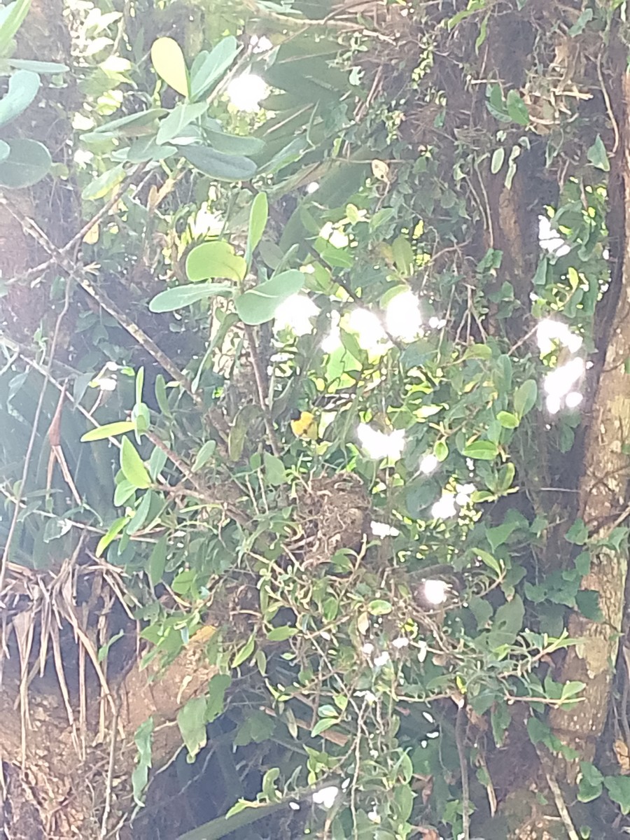Yellow-bellied Siskin - ML641976372