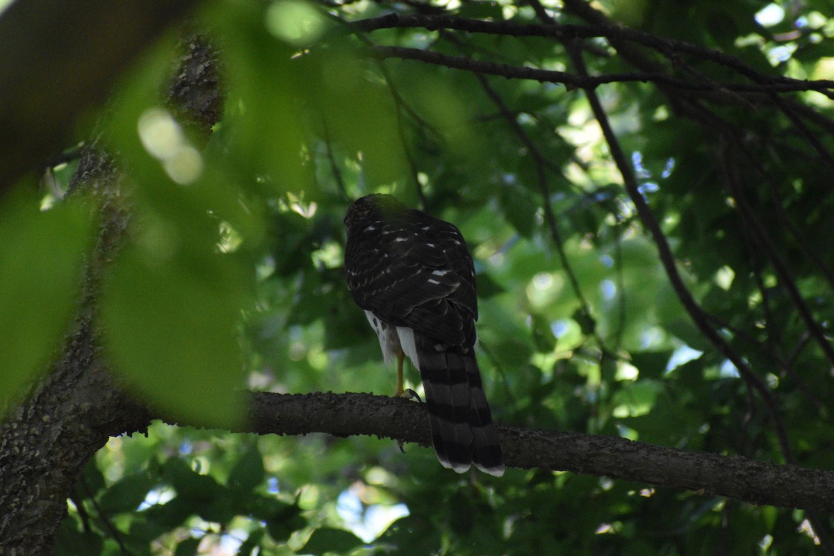 Cooper's Hawk - ML641976373