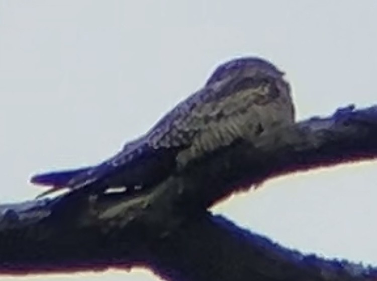 Common Nighthawk - ML641976383