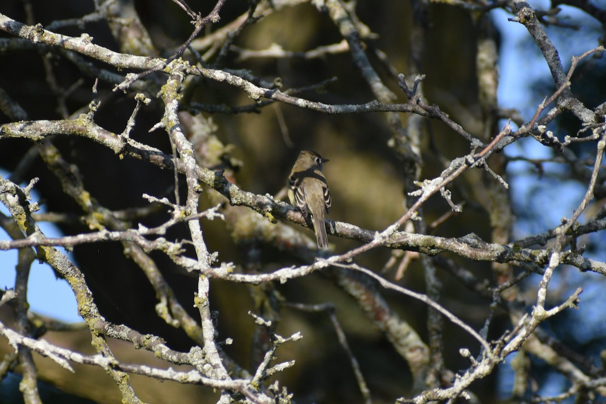 Least Flycatcher - ML641976392