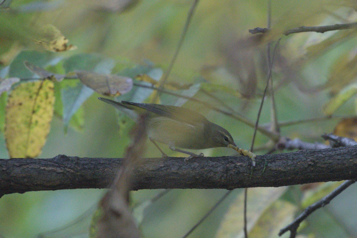 Tennessee Warbler - ML641976393