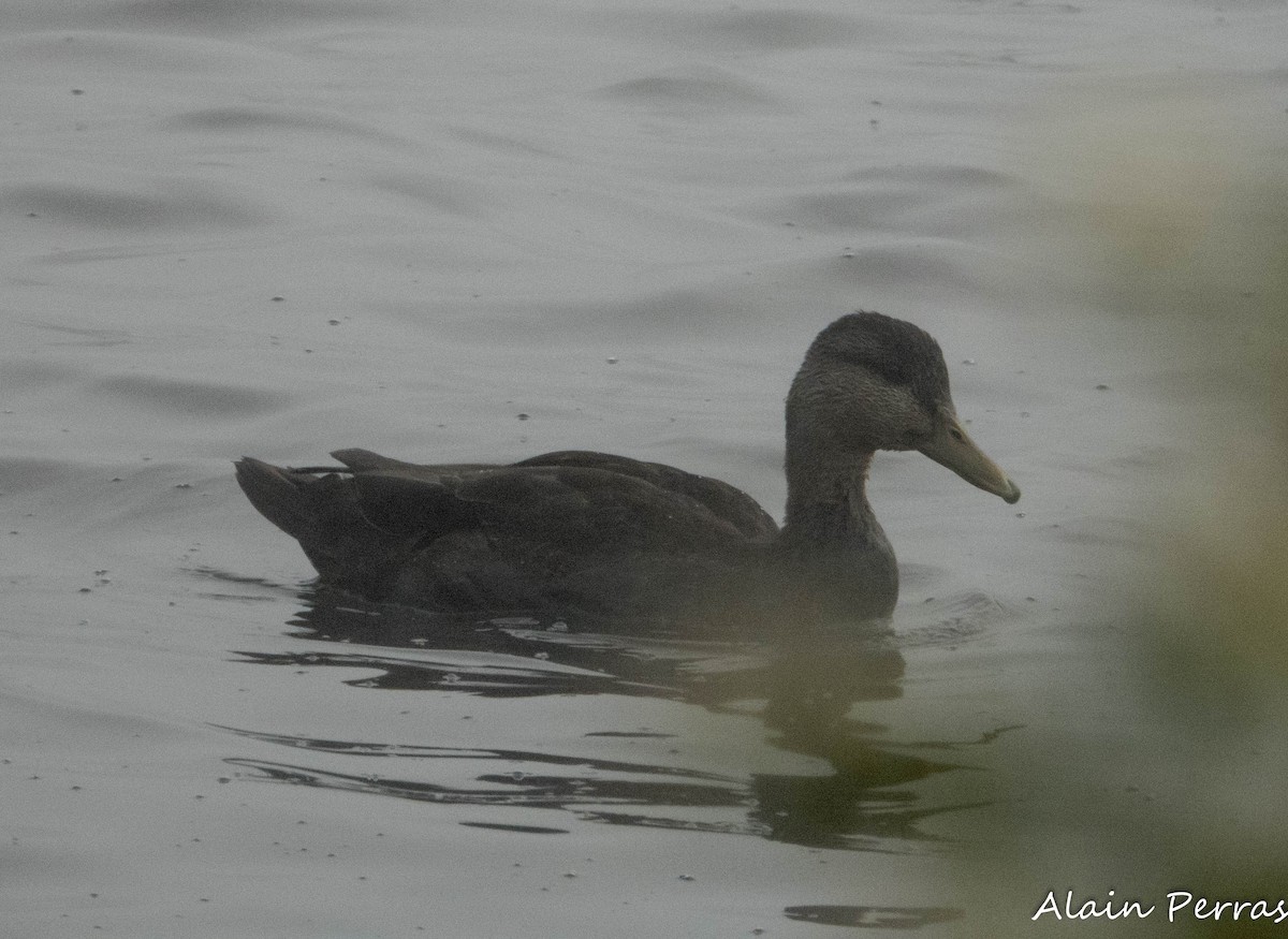 American Black Duck - ML641976396