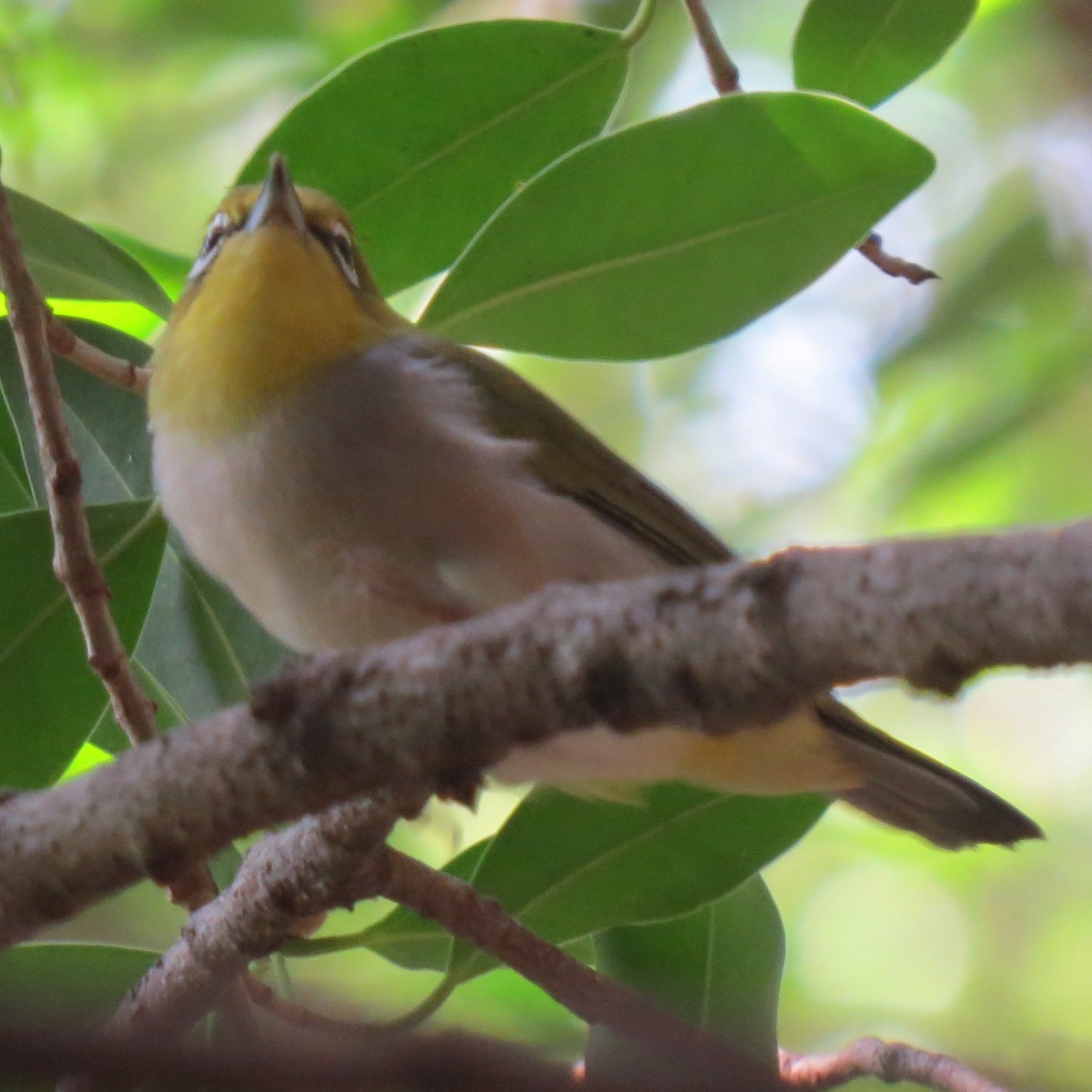 Zostérops de Swinhoe - ML641976397