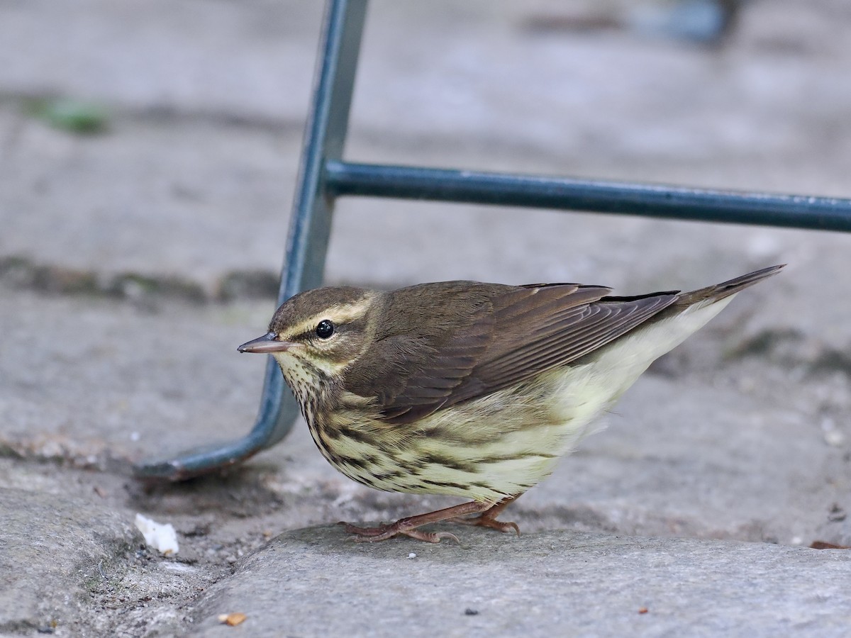 Northern Waterthrush - ML641976398