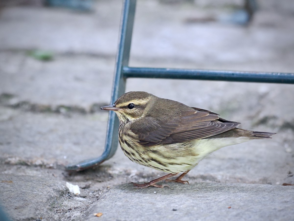 Northern Waterthrush - ML641976399
