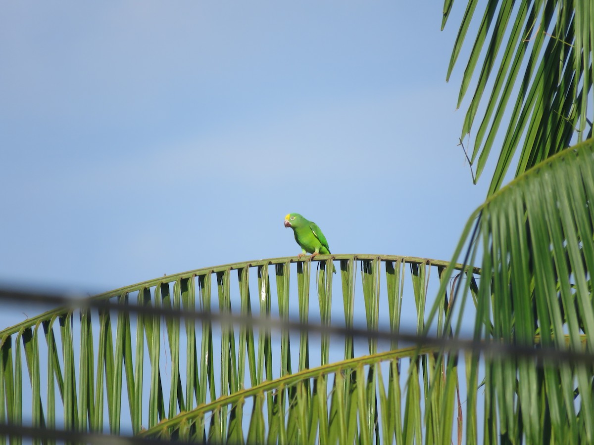 Tui Parakeet - ML641976405