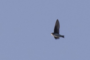 Bank Swallow - ML641976411