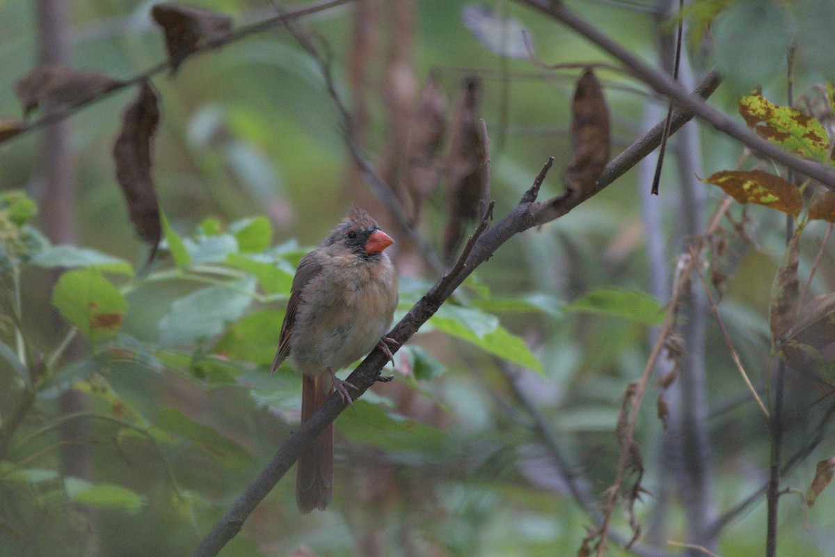 Northern Cardinal - ML641976417