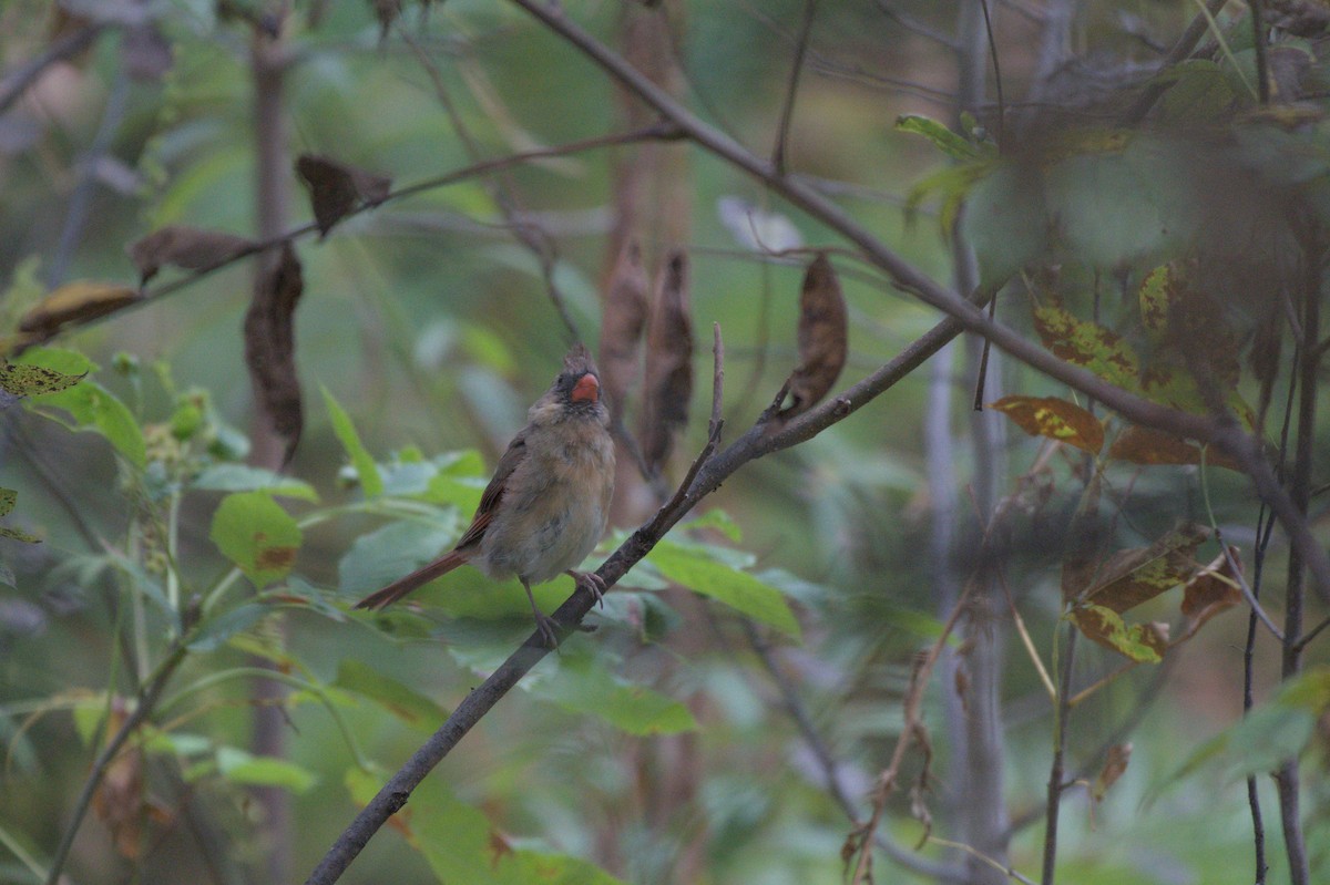 Northern Cardinal - ML641976418