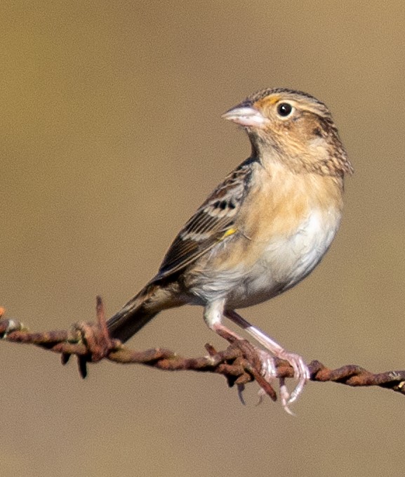 Grasshopper Sparrow - ML641976432