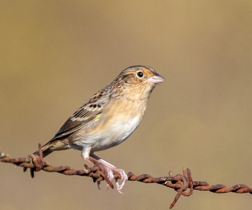 Grasshopper Sparrow - ML641976433
