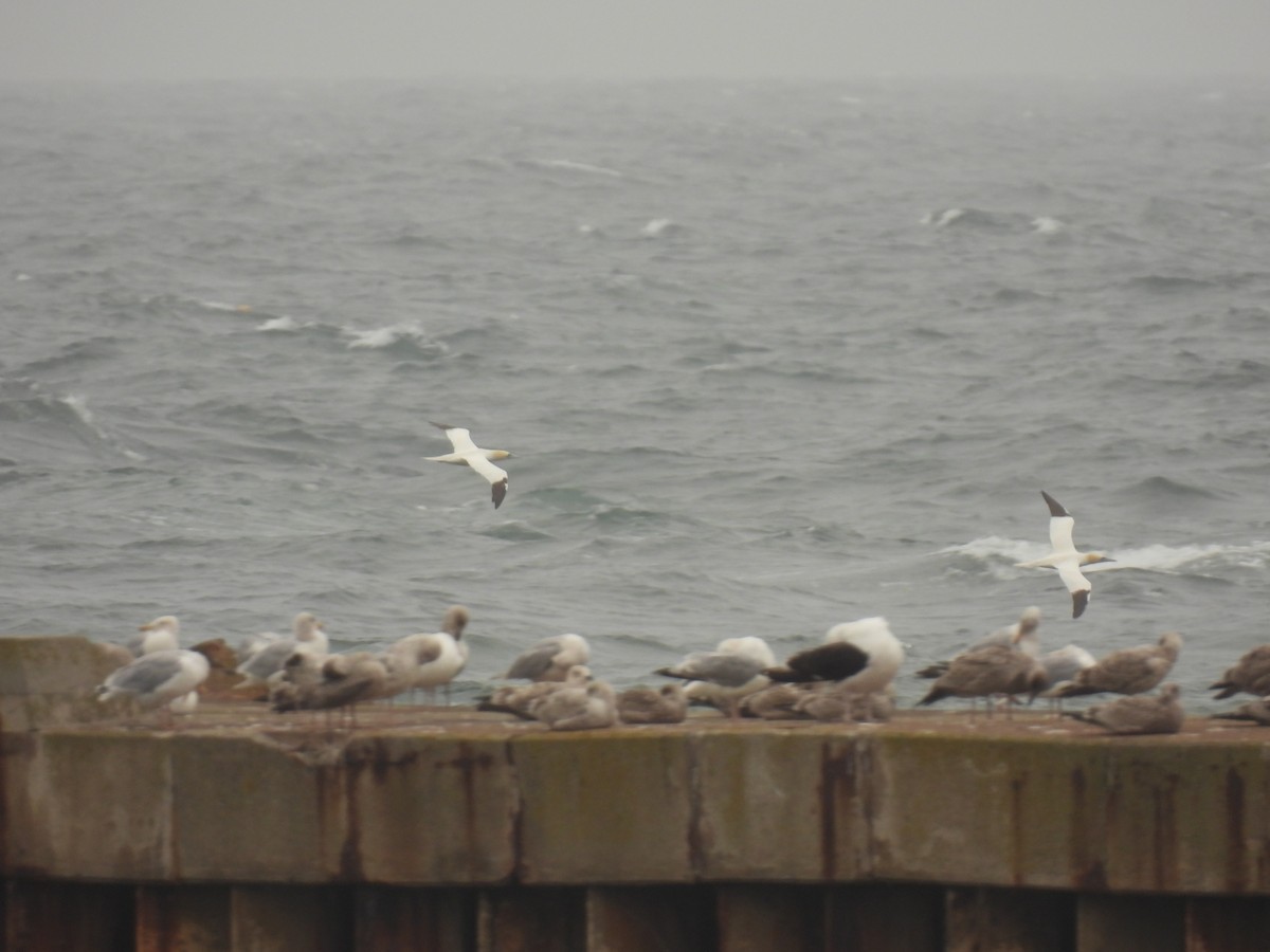 Northern Gannet - ML641976441