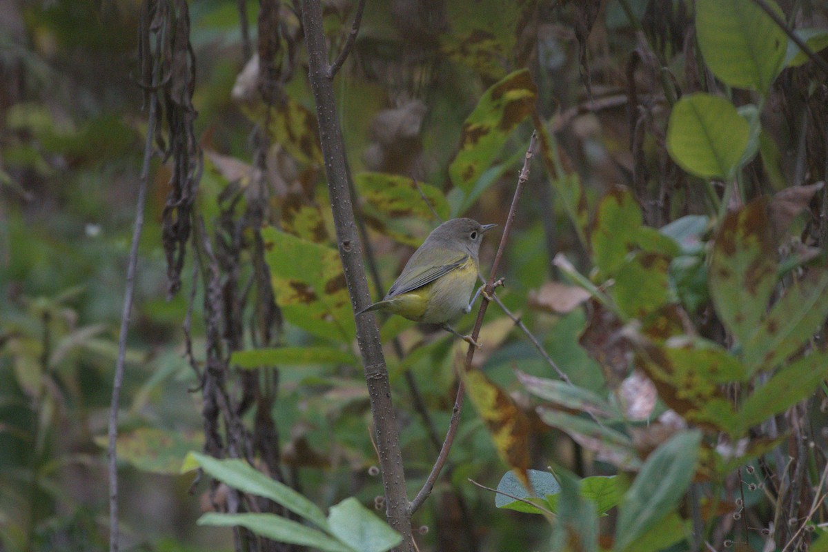 Nashville Warbler - ML641976443