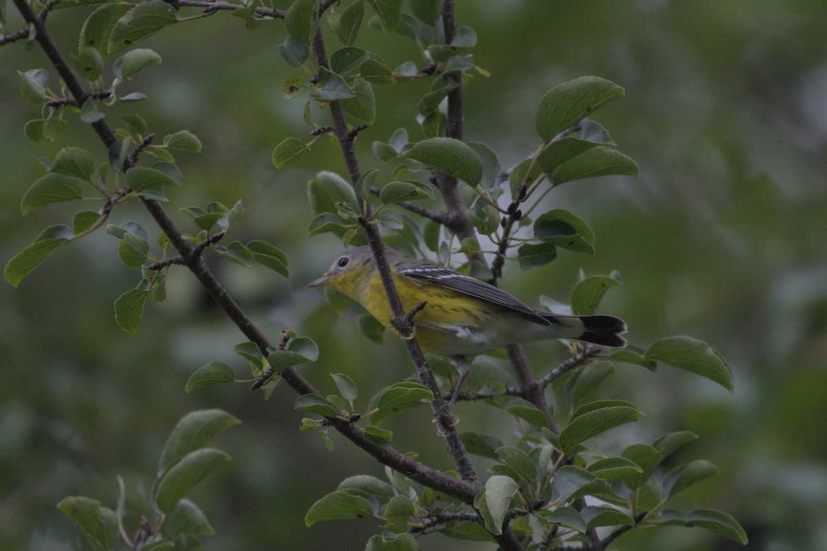Magnolia Warbler - ML641976457