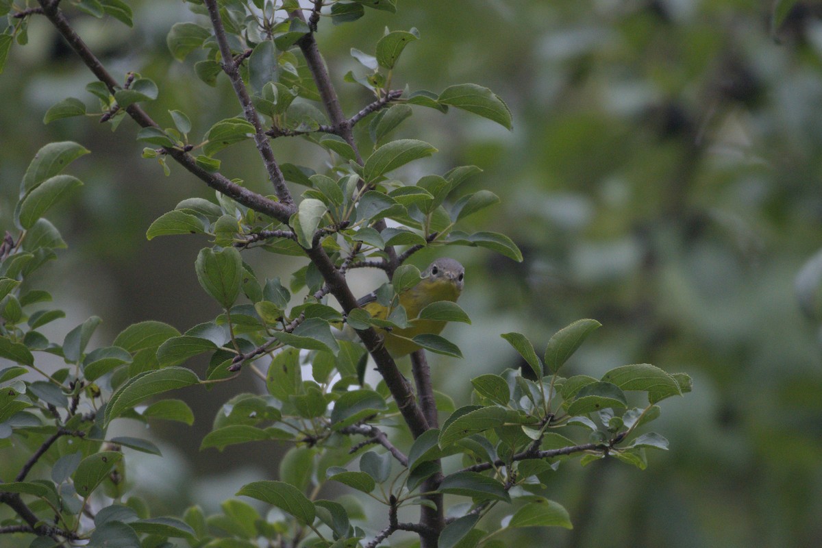 Magnolia Warbler - ML641976458