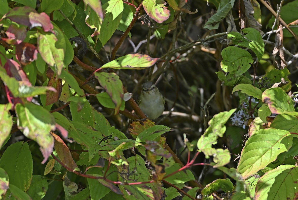 Red-eyed Vireo - ML641976471