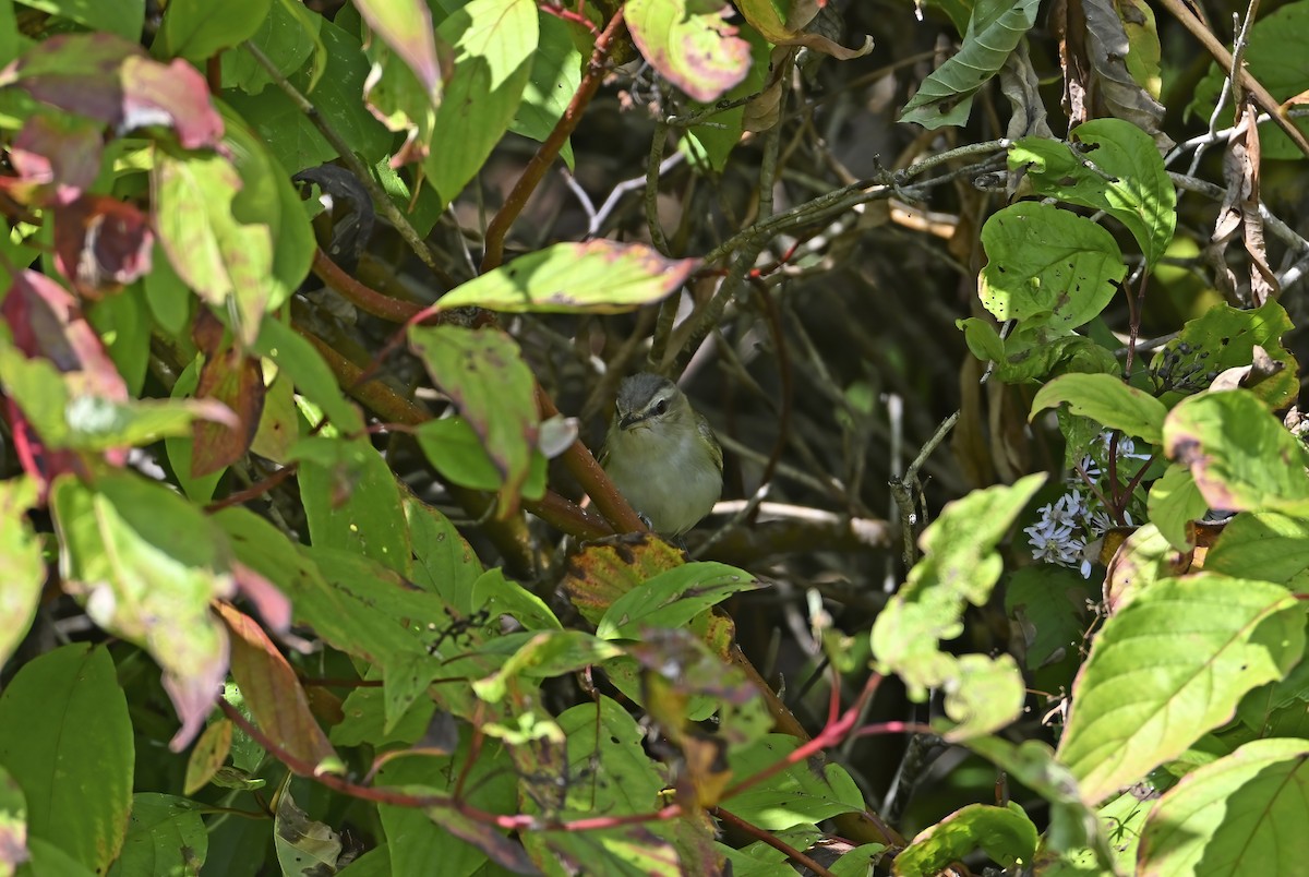 Red-eyed Vireo - ML641976472