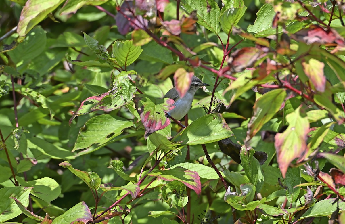 Red-eyed Vireo - ML641976473