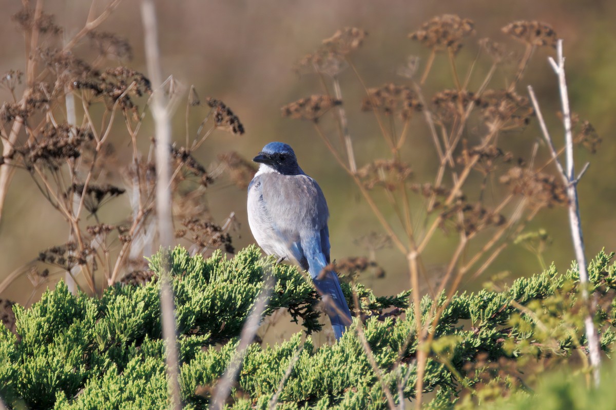 California Scrub-Jay - ML641976474