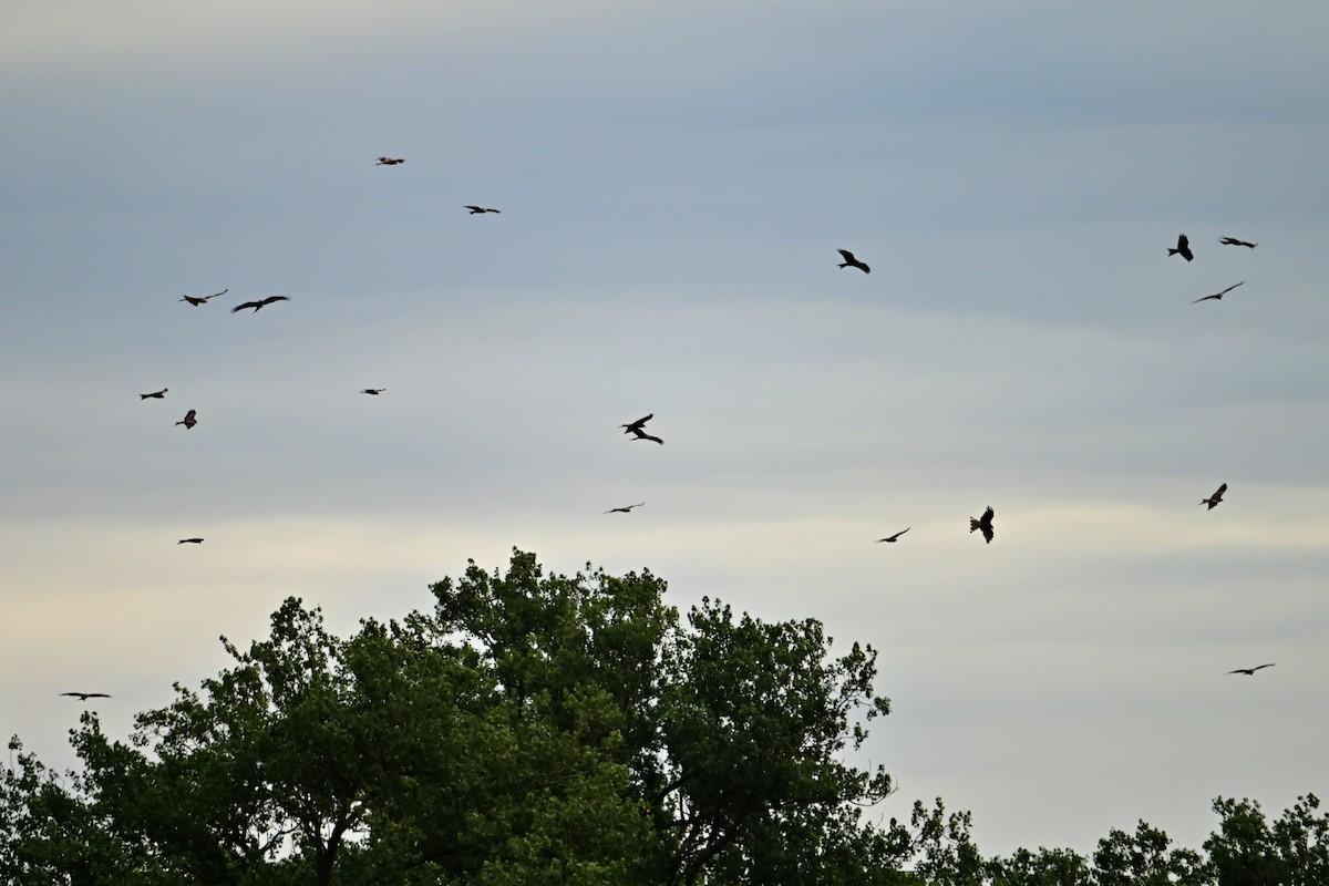 Red Kite - ML641976476