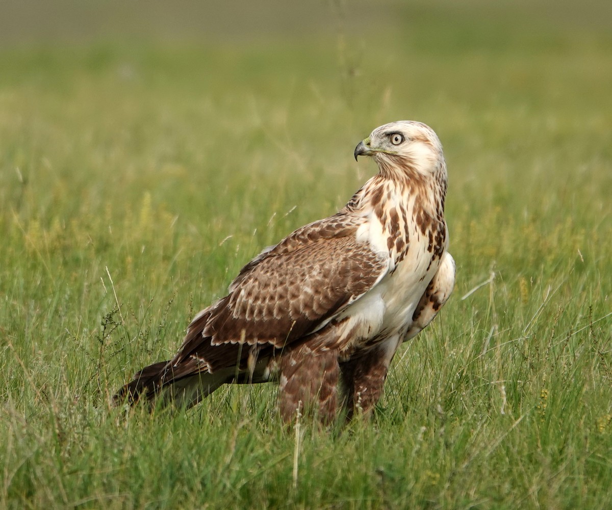 Upland Buzzard - ML641976486