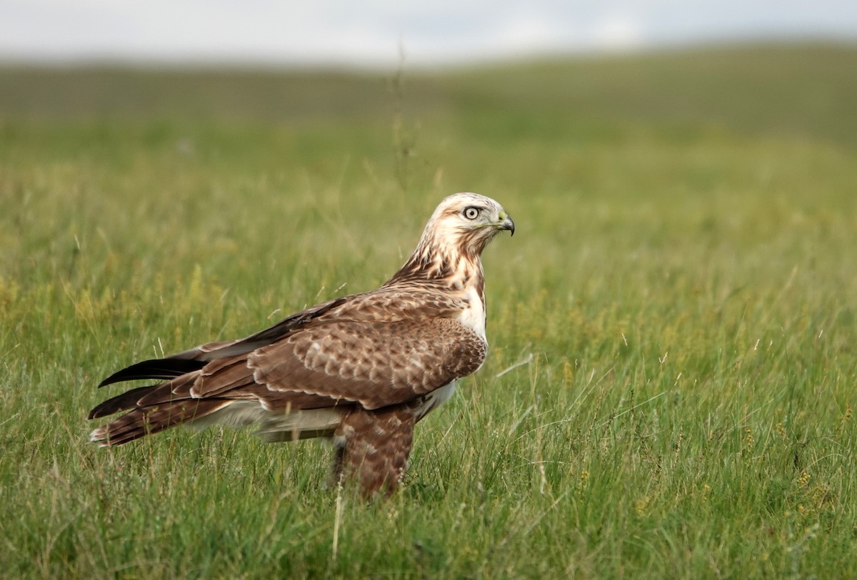 Upland Buzzard - ML641976487
